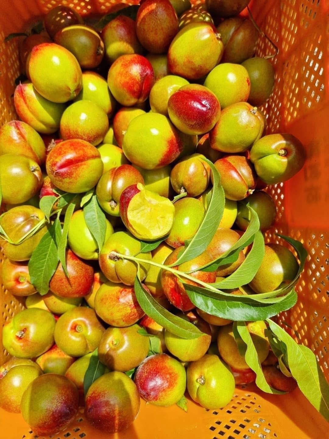 Thực hư về nguồn gốc của loại đào trơn đang bán tràn làn thị trường- Ảnh 8.