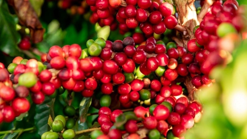 Giá cà phê hôm nay 21/6: Giá cà phê Arabica tăng nhẹ trở lại - Ảnh 1. Giá cà phê hôm nay 21/6: Giá cà phê Arabica tăng nhẹ trở lại - Ảnh 1.