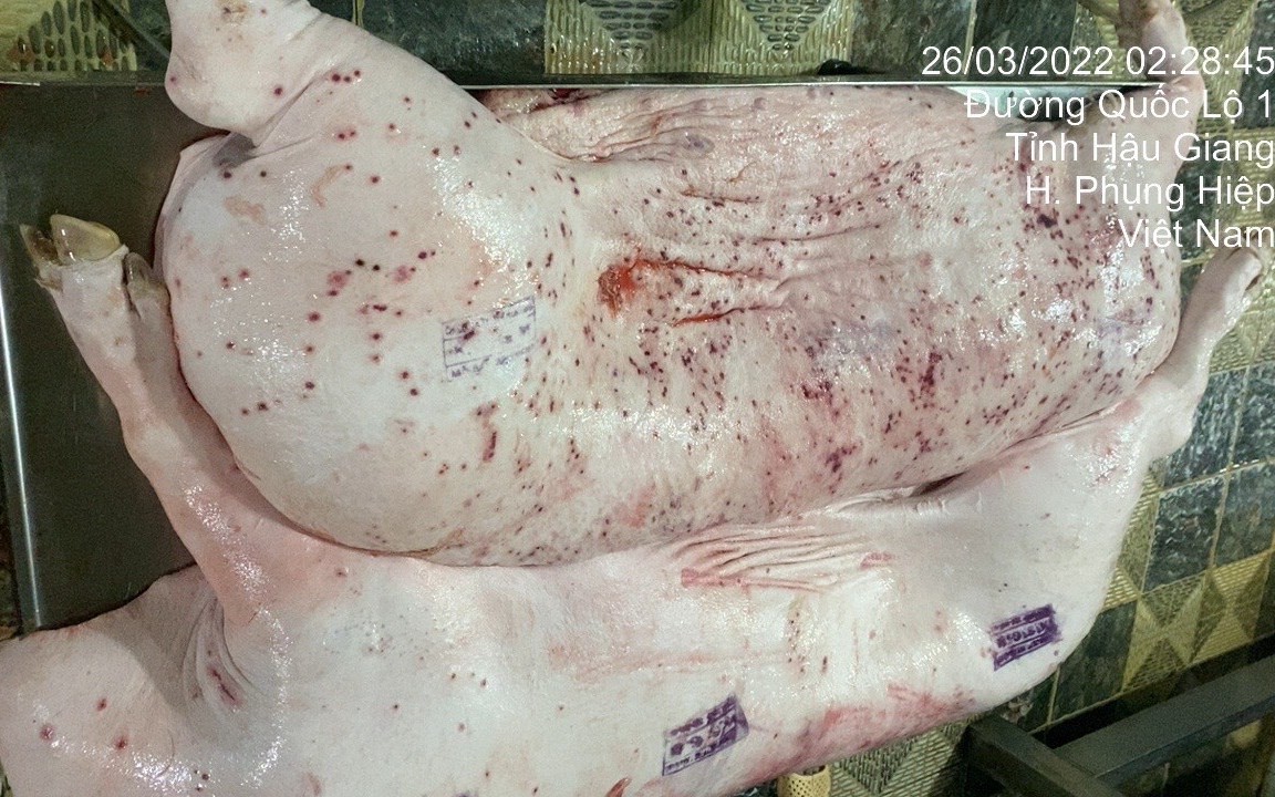 Hà Nội: Chuyển cơ quan công an 4 vụ việc về vi phạm hàng hóa tại thủ phủ bánh kẹo gia công La Phù- Ảnh 1. Vụ Công ty C.P. Việt Nam bị "tố" dùng lợn bệnh: Sắp kỷ luật đối với viên chức đóng dấu lưu thông lên lợn bệnh?