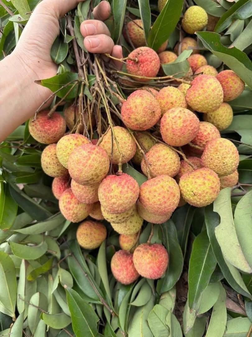 Olgunlaşmış liçiler 'bedava' fiyata satılıyor, kadınlar yaz günlerinde serinlemek için lezzetli ve eşsiz bir yemeğin nasıl yapılacağını anlatıyor - Fotoğraf 2. Quả vải chín rộ giá bán ‘rẻ như cho’, chị em mách nhau cách làm món ngon giải nhiệt lạ miệng ngày hè- Ảnh 2.