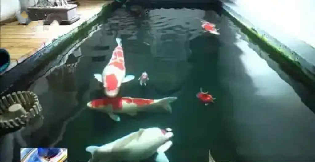 Chi tiền khủng cải tạo tầng hầm chung cư thành ao cá Koi, người đàn ông bị hàng xóm kiện ra tòa: “Anh không được làm thế” - Ảnh 1. Chi tiền khủng cải tạo tầng hầm chung cư thành ao cá Koi, người đàn ông bị hàng xóm kiện ra tòa: “Anh không được làm thế” - Ảnh 1.
