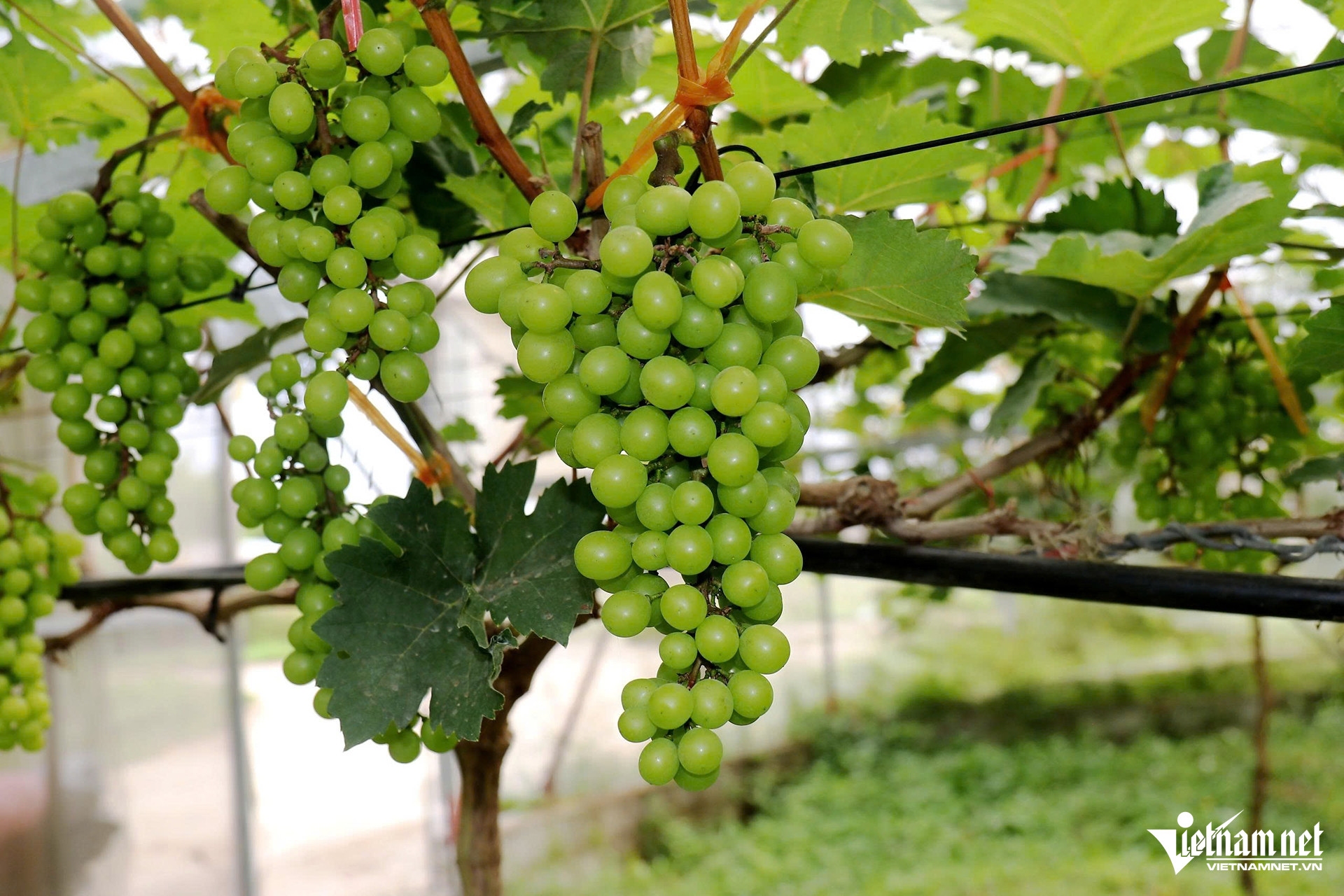 Bỏ nghề cơ khí, anh nông dân Hà Tĩnh trồng nho quý thu về tiền tỷ - Ảnh 3. Bỏ nghề cơ khí, anh nông dân Hà Tĩnh trồng nho quý thu về tiền tỷ - Ảnh 3.