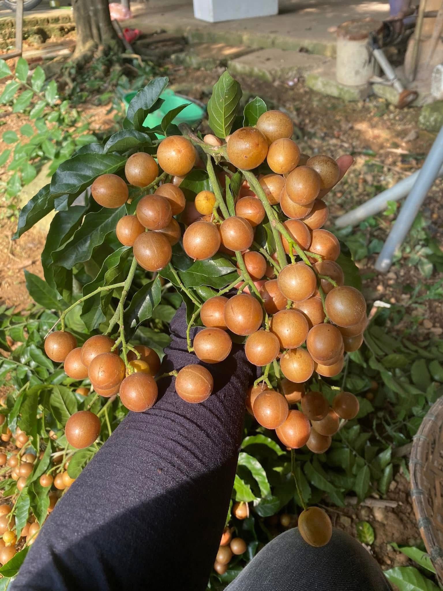 Loại quả ăn vặt dân dã vào mùa, chị em thi nhau săn đón thưởng thức- Ảnh 9.