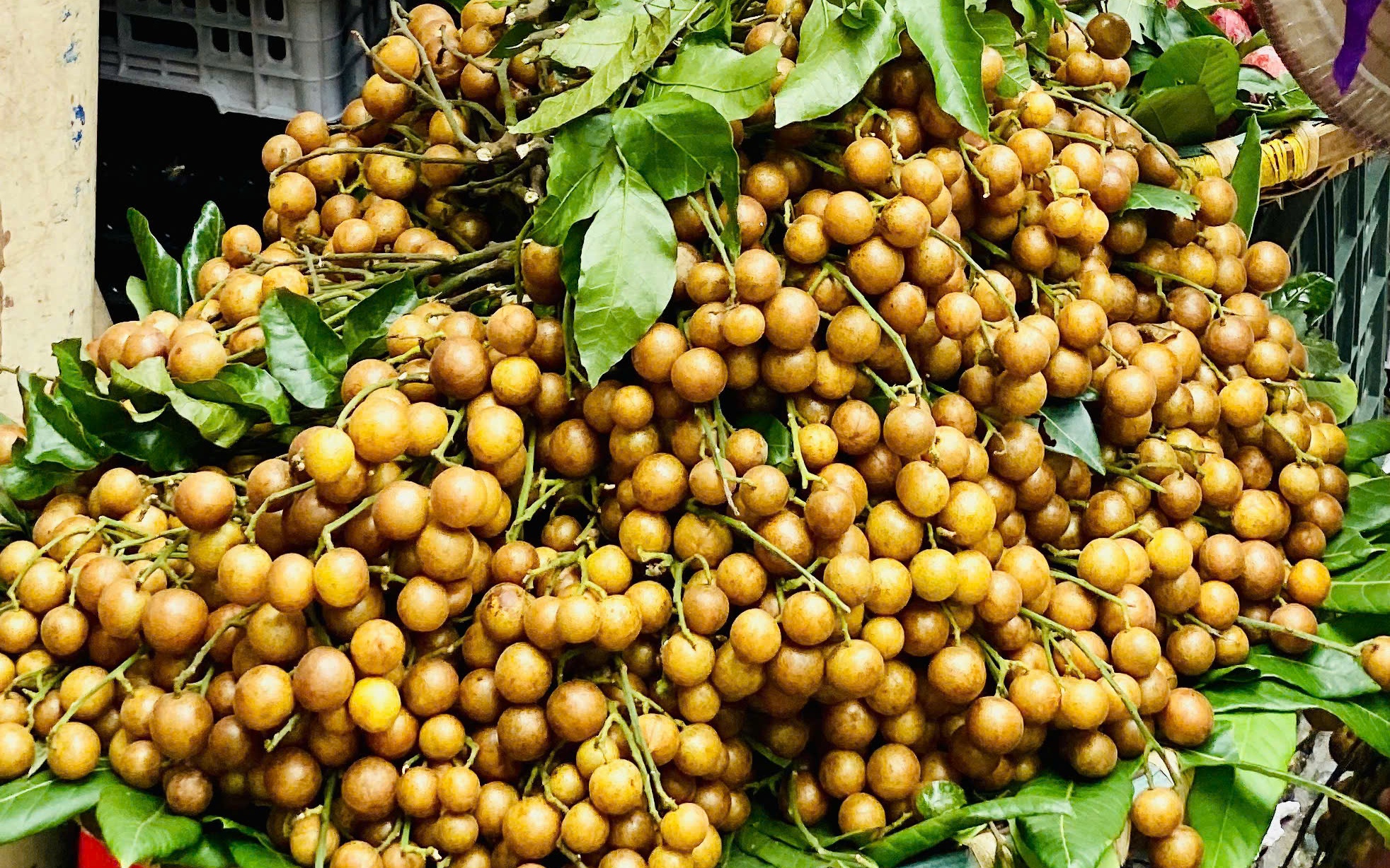 Loại quả ăn vặt dân dã vào mùa, chị em thi nhau săn đón thưởng thức