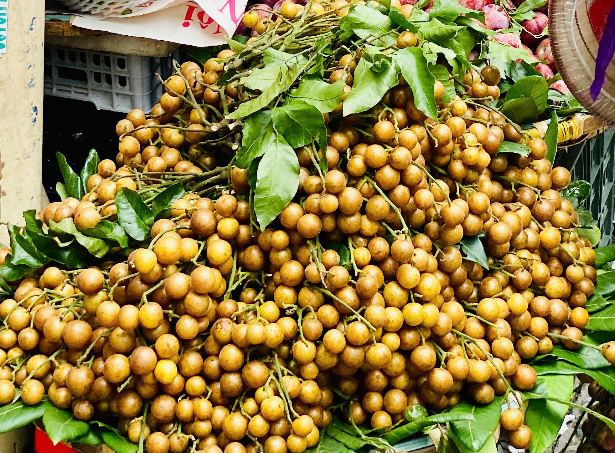 Loại quả ăn vặt dân dã vào mùa, chị em thi nhau săn đón thưởng thức- Ảnh 1.