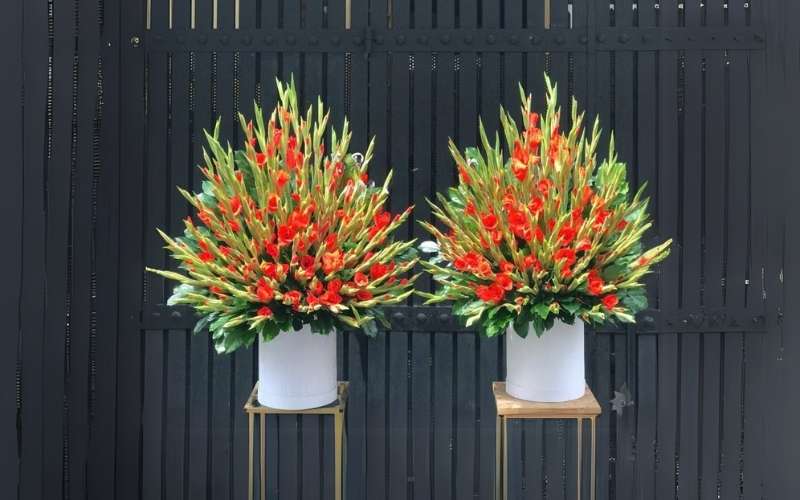 Bí quyết cắm hoa lay ơn đỏ đẹp và lâu tàn để trưng bàn thờ để cầu may- Ảnh 4.