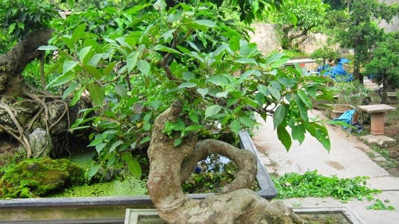 Nên trồng cây sung và đặt cây sung tại vị trí nào trong nhà để đem lại may mắn?- Ảnh 2.