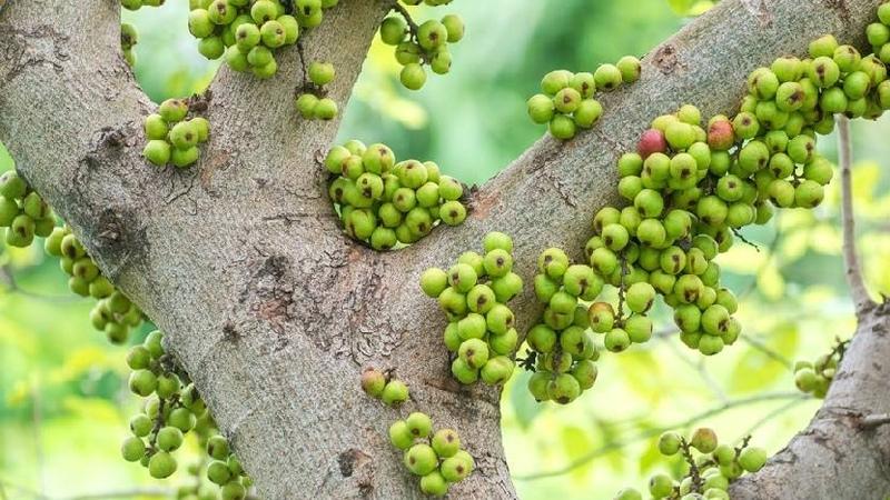 Nên trồng cây sung và đặt cây sung tại vị trí nào trong nhà để đem lại may mắn?- Ảnh 3.