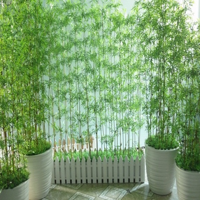 Trồng tre, trúc có thực sự mang lại tài lộc và vận may trong gia đình- Ảnh 3. Trồng tre, trúc có thực sự mang lại tài lộc và vận may trong gia đình- Ảnh 3.