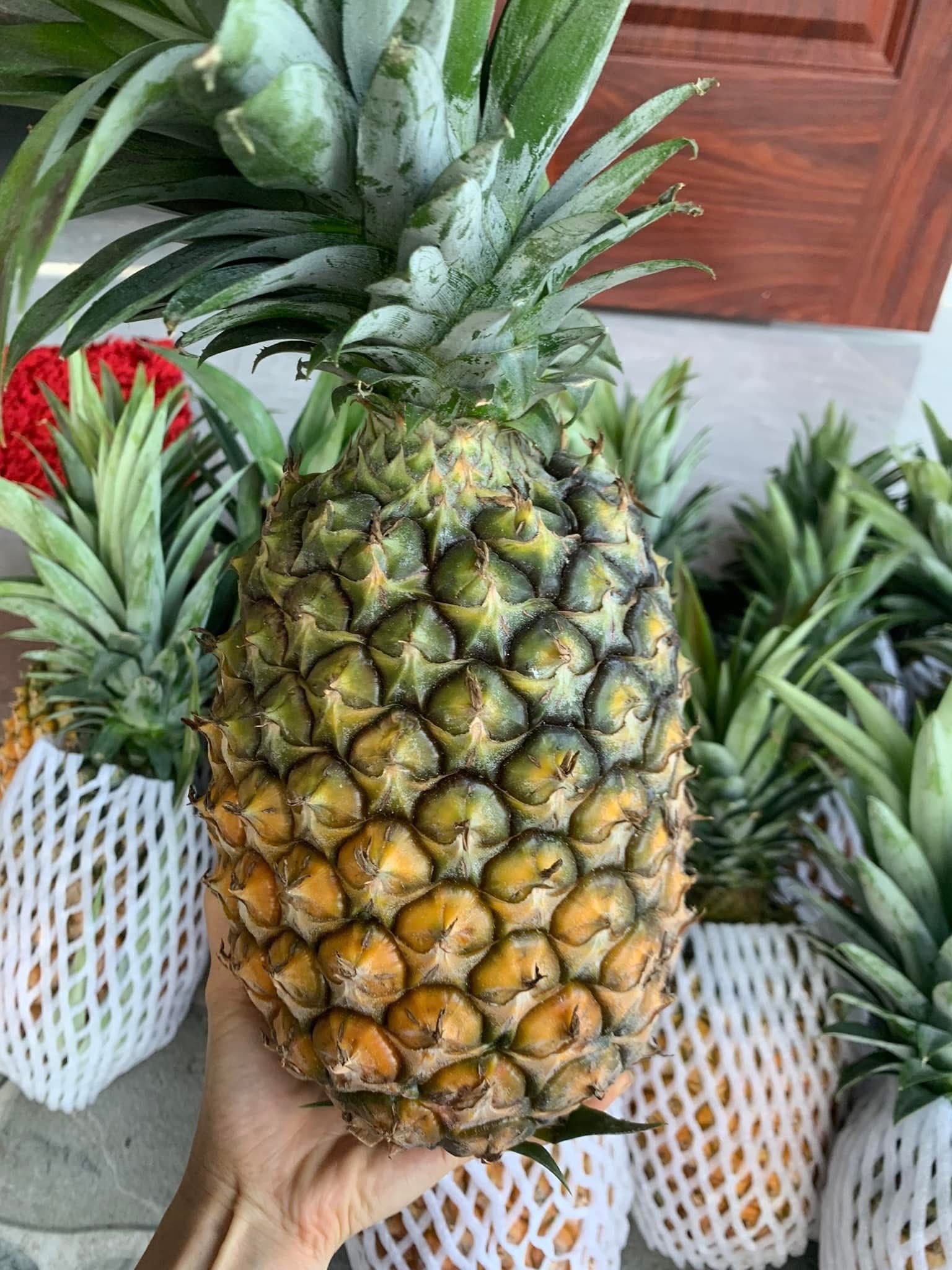 Xuất hiện loại dứa lạ trên thị trường, thơm ngon như mật được chị em đua nhau săn đón- Ảnh 8.