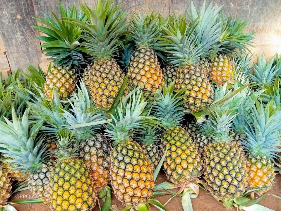 Xuất hiện loại dứa lạ trên thị trường, thơm ngon như mật được chị em đua nhau săn đón- Ảnh 1.
