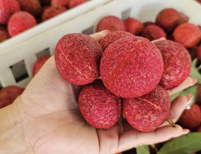 Một loại vải đặc biệt ở Thanh Hoá giá 600.000 đồng/kg - Ảnh 1.
