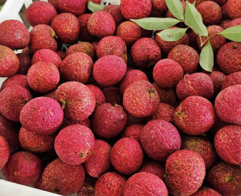 Một loại vải đặc biệt ở Thanh Hoá giá 600.000 đồng/kg - Ảnh 3.