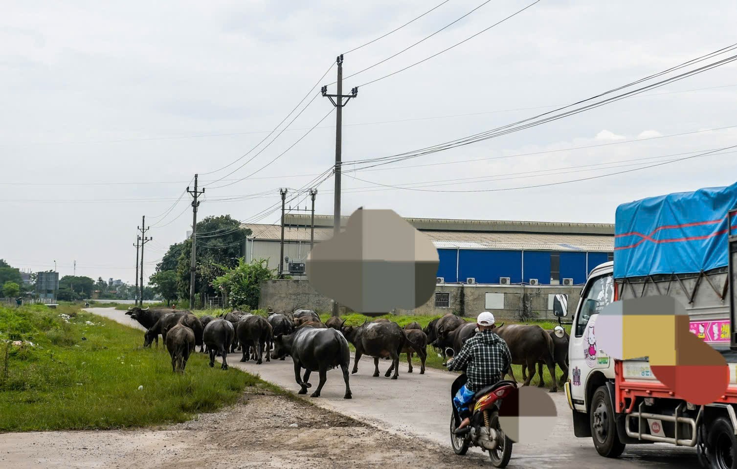 Sau gần 2 thập kỷ triển khai, khu công nghiệp Mỹ Trung ở Nam Định trở thành nơi 'thả trâu bò'- Ảnh 4. Sau gần 2 thập kỷ triển khai, khu công nghiệp Mỹ Trung ở Nam Định trở thành nơi 'thả trâu bò'- Ảnh 4.