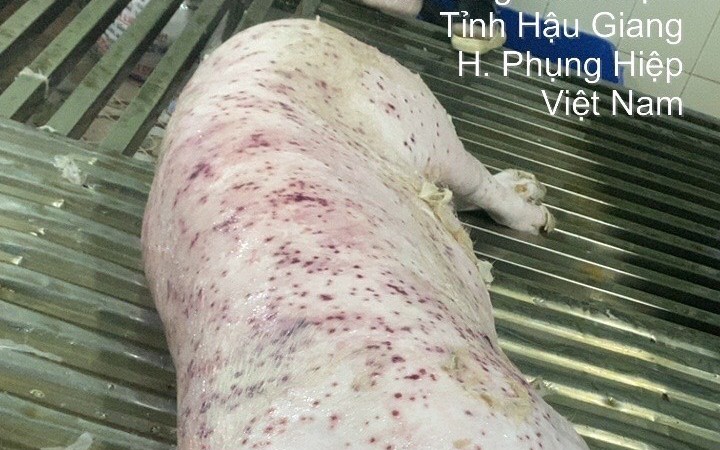 Vụ Công ty C.P. Việt Nam bị 'tố' sử dụng lợn bệnh: Bộ NN-MT đề nghị Bộ Công an điều tra, xử lý thông tin tố cáo - Ảnh 1. Vụ Công ty C.P. Việt Nam bị "tố": Lợn bệnh đóng dấu vuông đưa ra thị trường, Bộ NN-MT yêu cầu hoàn thiện hồ sơ chuyển cơ quan công an điều tra