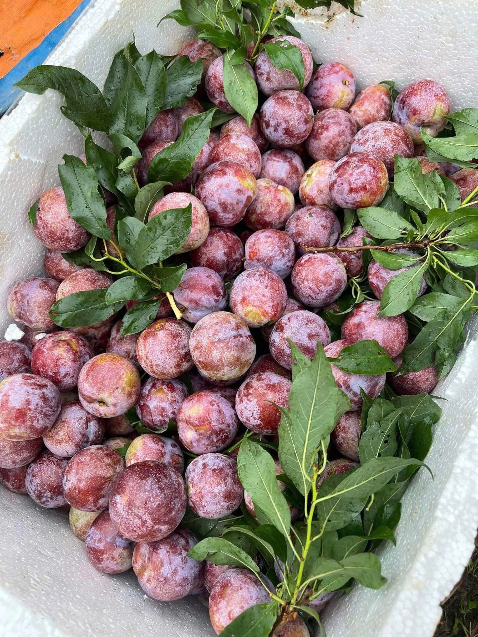 Loại quả giàu chất xơ là đặc sản Tây Bắc vào mùa bán đầy chợ giá hơn chục nghìn đồng/kg- Ảnh 5.