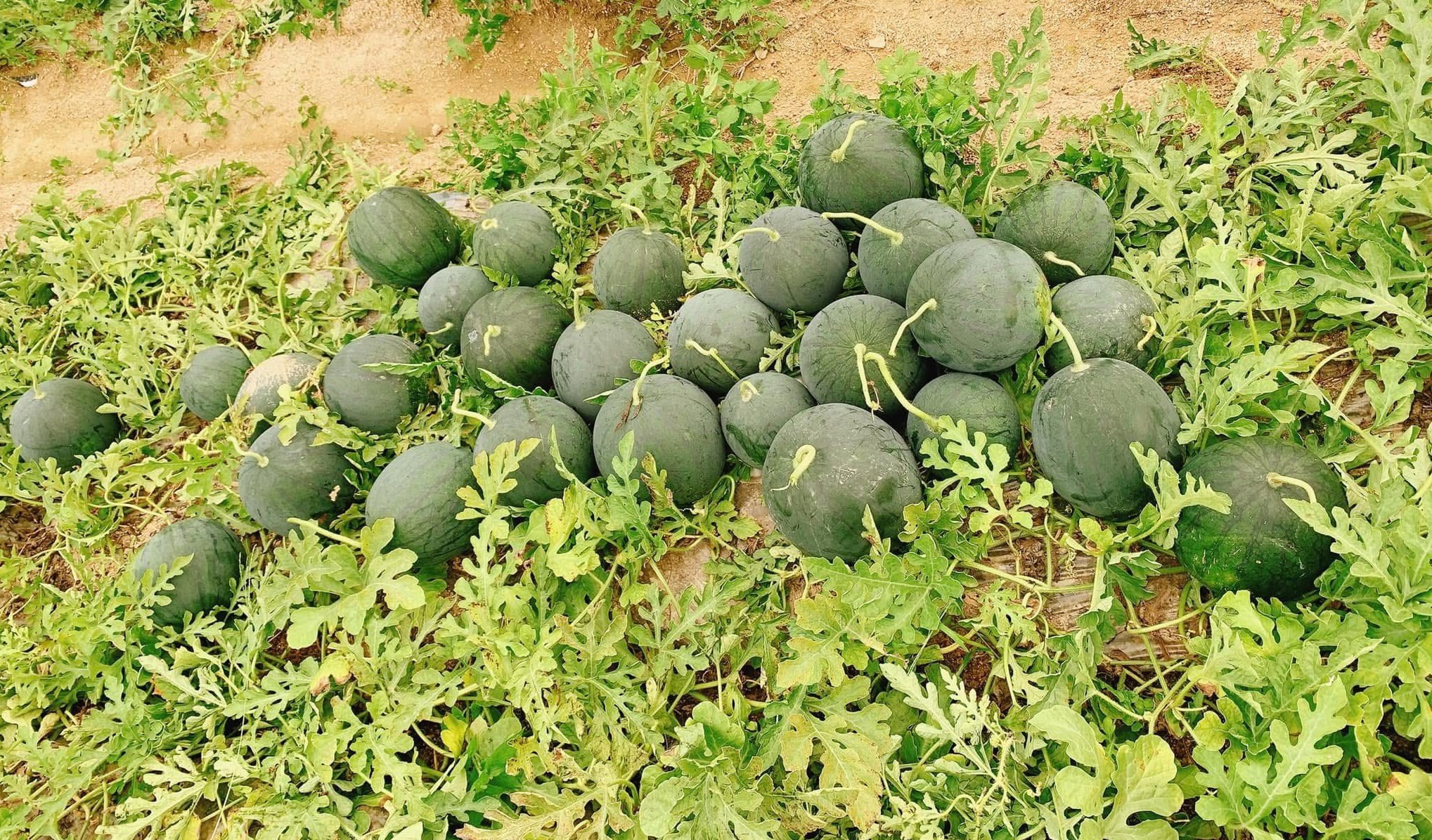 Loại quả được ví là ‘vị thuốc’ giải nhiệt mùa hè vào mùa bán la liệt vỉa hè giá 5.000 đồng/kg - Ảnh 9.