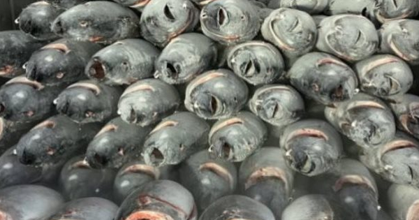 Lần đầu tiên có chuyến bay chở Sầu riêng Cần Thơ ra Hải Phòng tiêu thụ- Ảnh 2. Không phải sầu riêng, một loại ‘siêu thực phẩm’ của Việt Nam và Thái Lan ‘chạm trán’ tại một quốc gia châu Phi