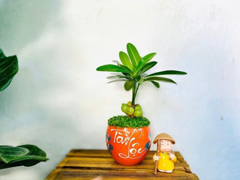 Các loại cây cảnh phong thủy để bàn giúp học sinh được thư giãn và tỉnh táo khi ôn thi- Ảnh 2.