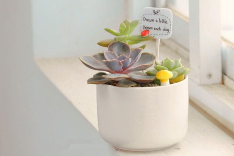 Các loại cây cảnh phong thủy để bàn giúp học sinh được thư giãn và tỉnh táo khi ôn thi- Ảnh 3.