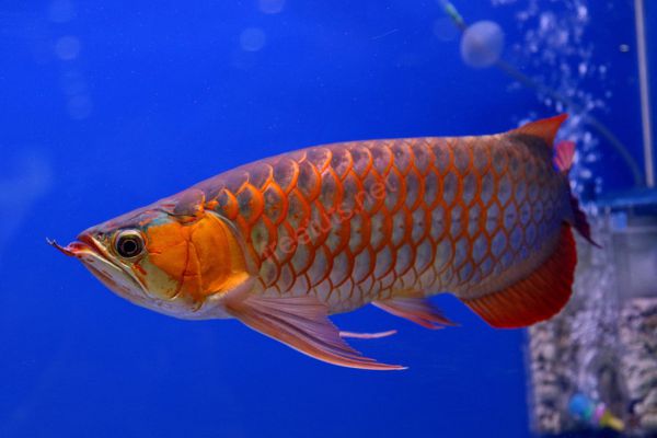 Top những loài cá phong thủy mang lại may mắn- Ảnh 3. Top những loài cá phong thủy mang lại may mắn- Ảnh 3.
