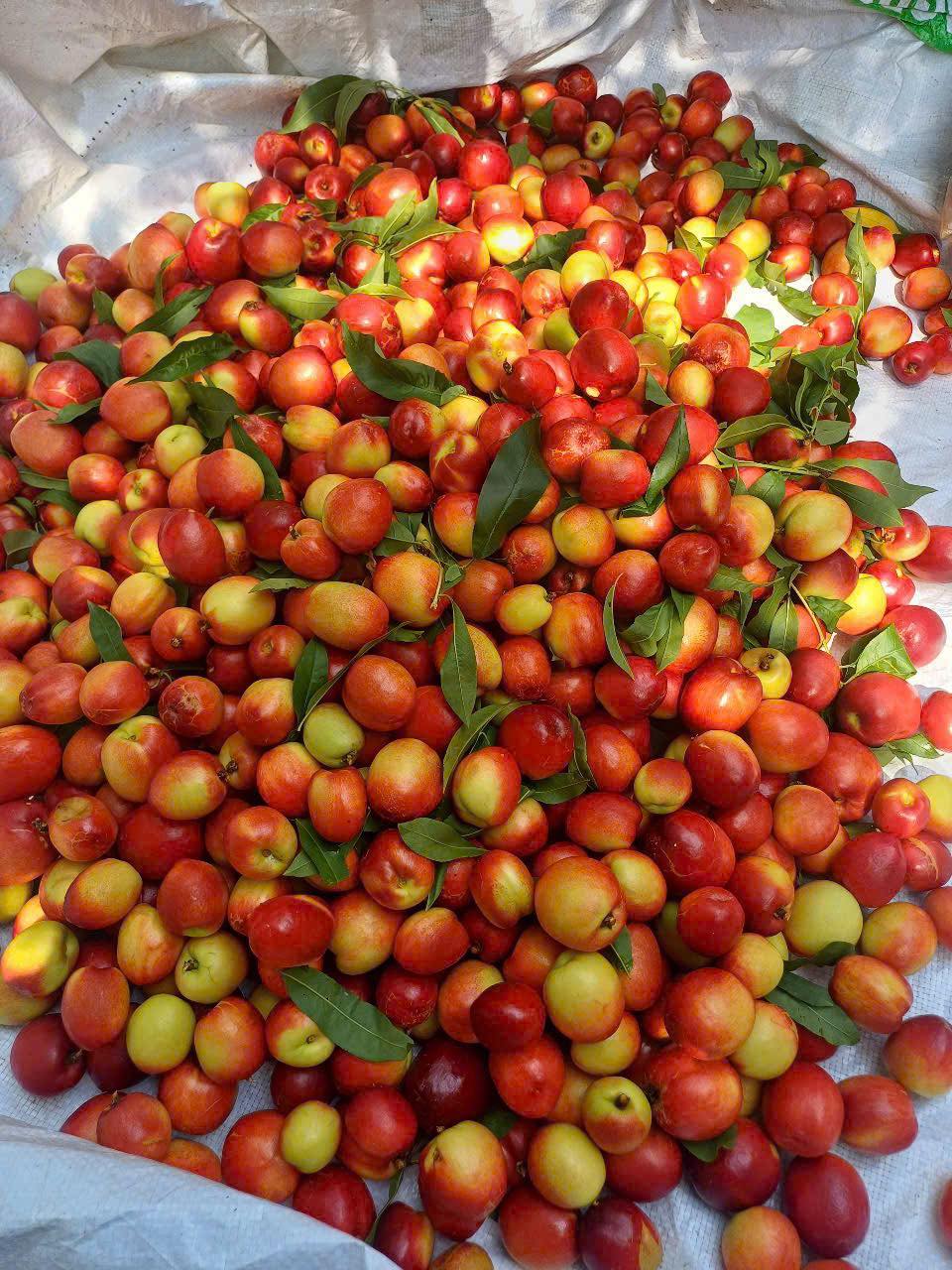 Loại quả giàu chất chống oxy hóa đang vào mùa, bán đầy chợ Việt giá hơn chục nghìn/kg- Ảnh 4.