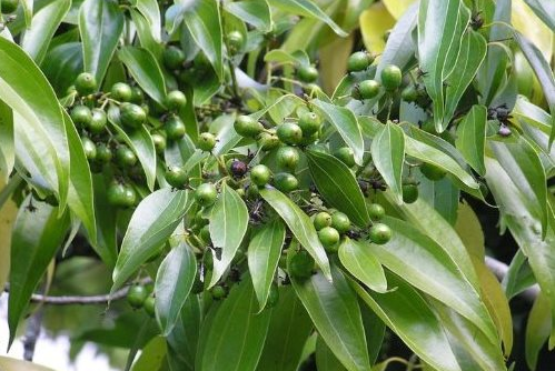 Việt Nam sở hữu hơn 180.000 ha 'sản vật' quý hiếm của thế giới, thu về 123 triệu USD kể từ đầu năm - Ảnh 1. Một loại sản vật Việt Nam sở hữu hơn 180.000 ha là cây gia vị lâu đời quý hiếm của thế giới: Thu về 123 triệu USD kể từ đầu năm, nước ta xuất khẩu Top đầu thế giới - Ảnh 1.