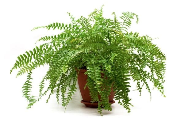 Đặt cây này trên bàn làm việc, vừa đảm bảo sức khỏe, thu hút vận may về tài chính vừa có cơ hội nghề nghiệp thăng tiến- Ảnh 3. Đặt cây này trên bàn làm việc, vừa đảm bảo sức khỏe, thu hút vận may về tài chính vừa có cơ hội nghề nghiệp thăng tiến- Ảnh 3.