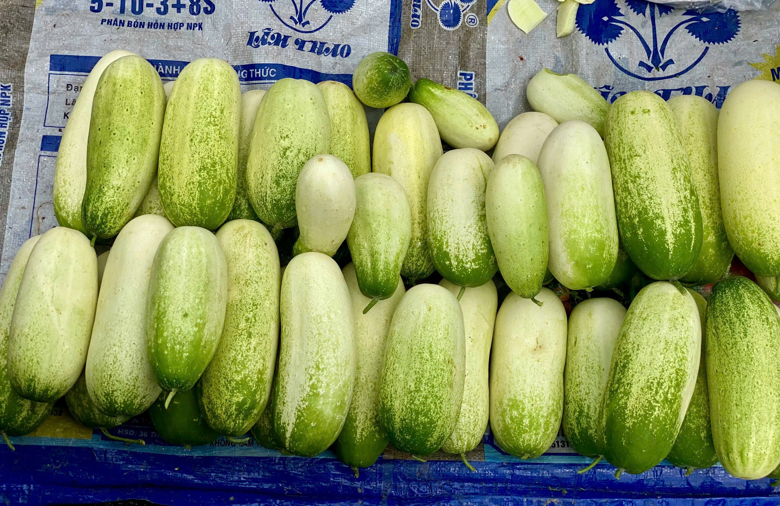 Loại dưa chuột ‘khủng’ cả kg/quả, đặc sản vùng Tây Bắc được chị em thi nhau săn đón - Ảnh 3.