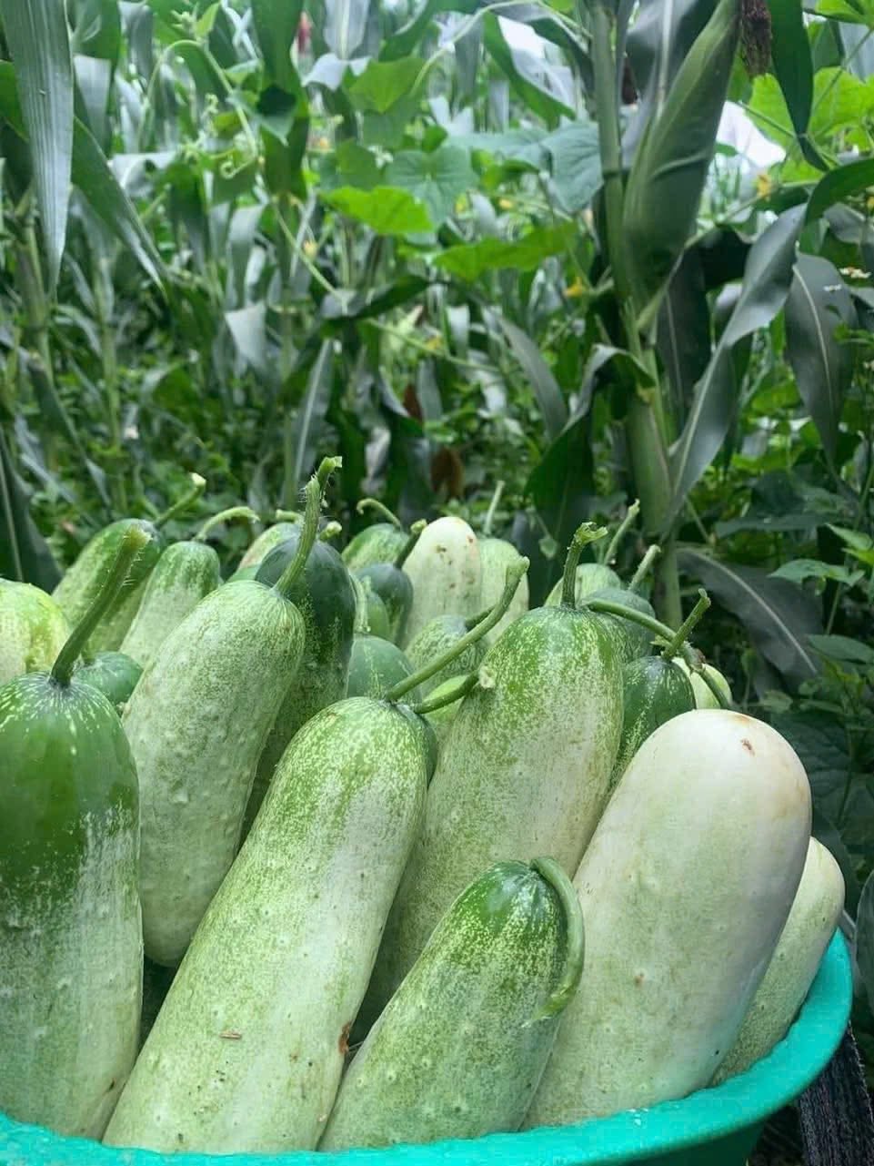 Loại dưa chuột ‘khủng’ cả kg/quả, đặc sản vùng Tây Bắc được chị em thi nhau săn đón - Ảnh 6.