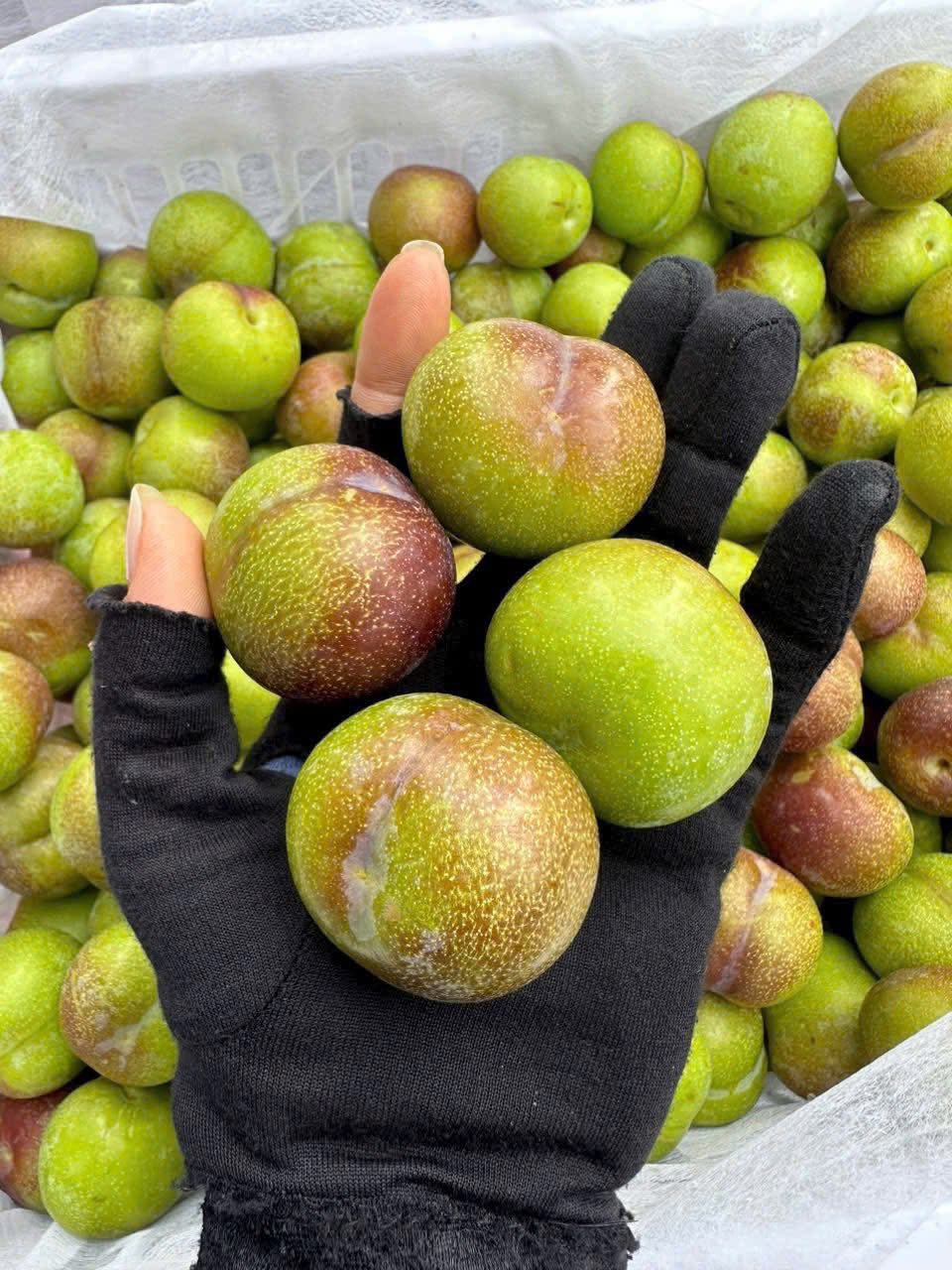 Mận róc hạt gắn mác đặc sản Sa Pa bán tràn ngập thị trường  - Ảnh 8.