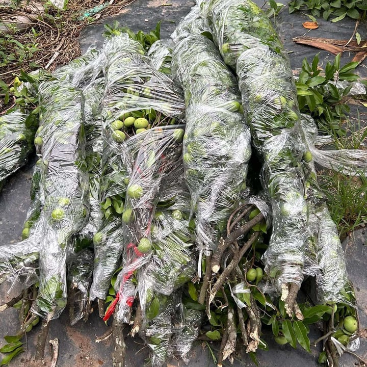 Thị thơm vào mùa, chị em lùng mua cả cành về chưng nhà - Ảnh 2. Thị thơm vào mùa, chị em lùng mua cả cành về chưng nhà - Ảnh 2.