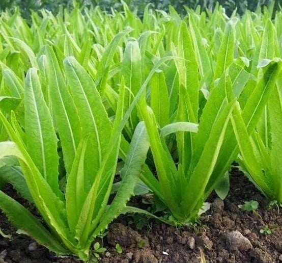 Loại rau dân dã chứa đầy canxi tự nhiên, người Việt nên ăn để xương chắc khỏe, kéo dài tuổi thọ - Ảnh 2. Loại rau dân dã chứa đầy canxi tự nhiên, người Việt nên ăn để xương chắc khỏe, kéo dài tuổi thọ - Ảnh 2.
