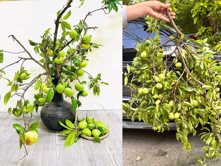 Thị thơm vào mùa, chị em lùng mua cả cành về chưng nhà - Ảnh 1. Thị thơm vào mùa, chị em lùng mua cả cành về chưng nhà - Ảnh 1.