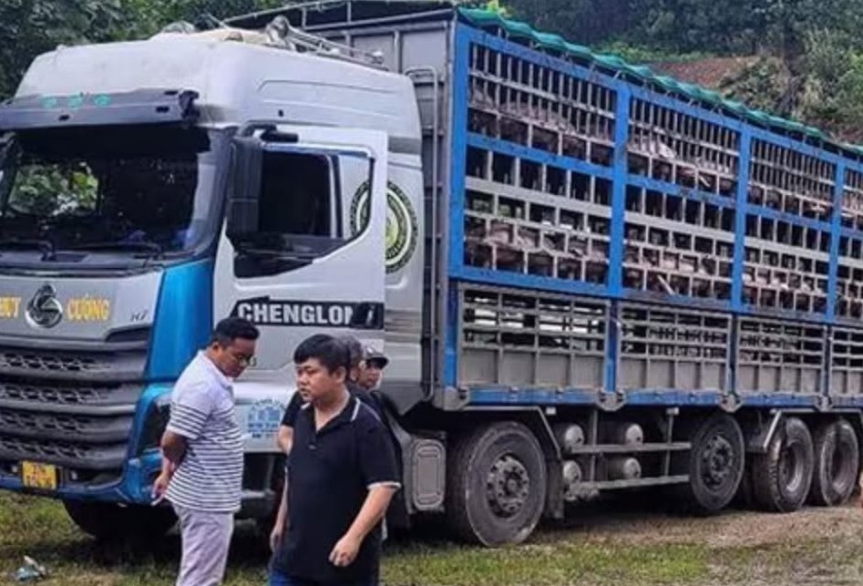 Xe tải chở 14 tấn heo bị dịch tả châu Phi đi tiêu thụ- Ảnh 1.