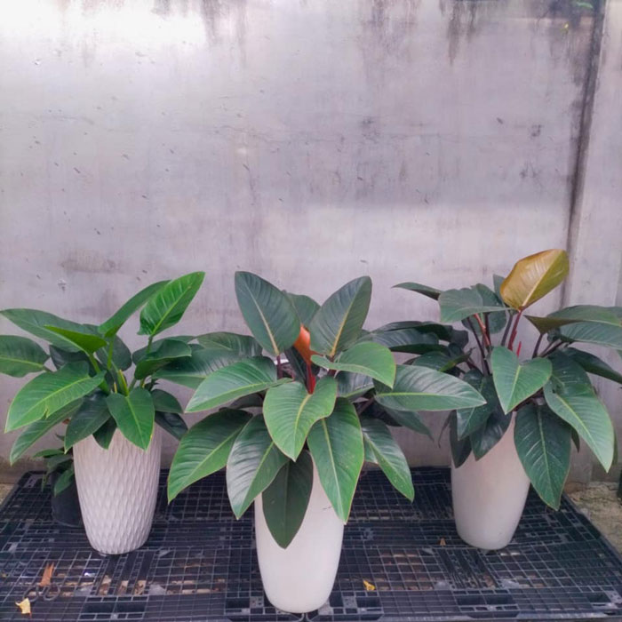 Những loại cây cảnh văn phòng mang lại tài lộc, giảm stress- Ảnh 3. Những loại cây cảnh văn phòng mang lại tài lộc, giảm stress- Ảnh 3.