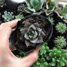Sen đá hoàng tử đen - vừa đẹp, vừa sang và lý do phong thủy cây thường được tặng trong dịp khai trương hoặc dịp lễ quan trọng- Ảnh 4. Sen đá hoàng tử đen - vừa đẹp, vừa sang và lý do phong thủy cây thường được tặng trong dịp khai trương hoặc dịp lễ quan trọng- Ảnh 4.