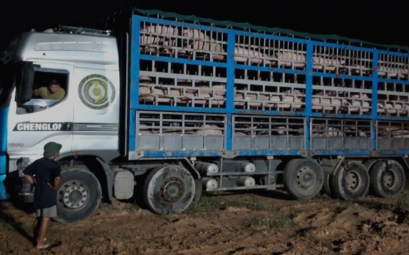 Xử phạt tiểu thương công khai bày bán hàng thời trang 'thượng lưu' giả mạo nhãn hiệu- Ảnh 1. Gần 200 con lợn bị nhiễm Dịch tả châu Phi nhưng tài xế ô tô vẫn ngang nhiên vận chuyển tiêu thụ trong đêm