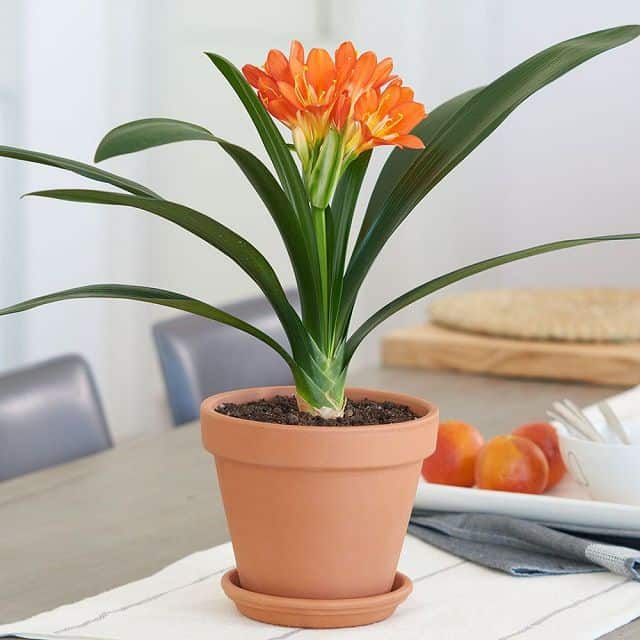 Nếu nhà bạn sở hữu loại cây này, con cháu hưởng phúc, cả nhà được bình an ấm no - Ảnh 5. Nếu nhà bạn sở hữu loại cây này, con cháu hưởng phúc, cả nhà được bình an ấm no - Ảnh 5.