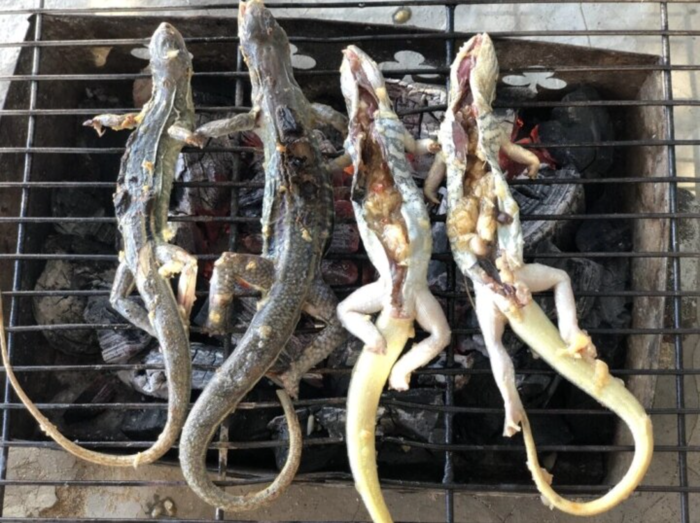 Món ăn làm từ 'vua của sa mạc', có mặt tại Việt Nam mà nhiều người không ngờ tới - Ảnh 2. Món ăn làm từ 'vua của sa mạc', có mặt tại Việt Nam mà nhiều người không ngờ tới - Ảnh 2.