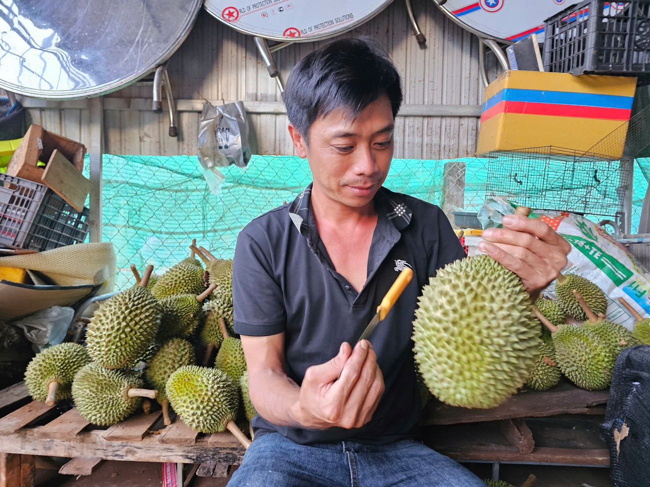‘Vua' của các loại sầu riêng bị chê, rớt giá thảm - Ảnh 3.