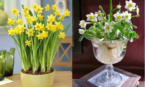 Nhà nào có những loài hoa này, 'vàng bạc đầy tay', con cháu thông minh khỏe mạnh- Ảnh 3. Nhà nào có những loài hoa này, 'vàng bạc đầy tay', con cháu thông minh khỏe mạnh- Ảnh 3.