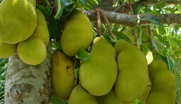 Đây là lý do không nên trồng mít trước nhà, người buôn bán làm ăn càng tránh xa càng tốt - Ảnh 4. Đây là lý do không nên trồng mít trước nhà, người buôn bán làm ăn càng tránh xa càng tốt - Ảnh 4.