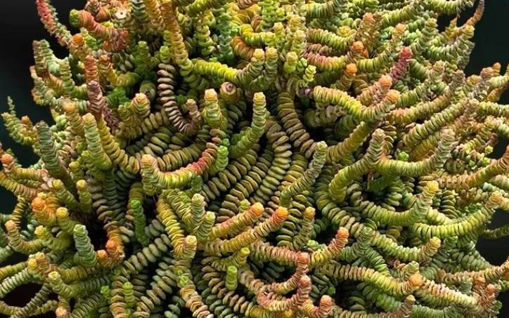 Loài cây này càng trồng càng vượng khí, tiền vào như nước