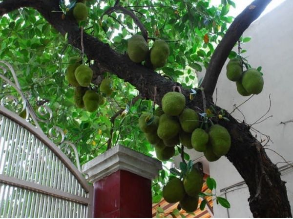 Đây là lý do không nên trồng mít trước nhà, người buôn bán làm ăn càng tránh xa càng tốt - Ảnh 3. Đây là lý do không nên trồng mít trước nhà, người buôn bán làm ăn càng tránh xa càng tốt - Ảnh 3.