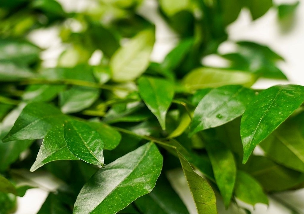 Loại lá thơm phức là "kho" dinh dưỡng cực bổ, ở Việt Nam đi đâu cũng thấy - Ảnh 1. Loại lá thơm phức là "kho" dinh dưỡng cực bổ, ở Việt Nam đi đâu cũng thấy - Ảnh 1.