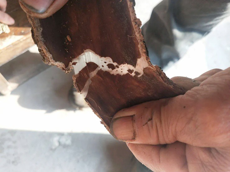 Cây nhả ra “sợi bạc”, bóc vỏ bán là hốt bộn tiền, ở Việt Nam cũng có - Ảnh 2. Cây nhả ra “sợi bạc”, bóc vỏ bán là hốt bộn tiền, ở Việt Nam cũng có - Ảnh 2.