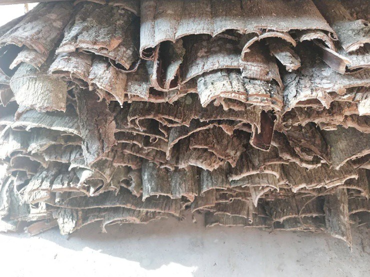 Cây nhả ra “sợi bạc”, bóc vỏ bán là hốt bộn tiền, ở Việt Nam cũng có - Ảnh 3. Cây nhả ra “sợi bạc”, bóc vỏ bán là hốt bộn tiền, ở Việt Nam cũng có - Ảnh 3.