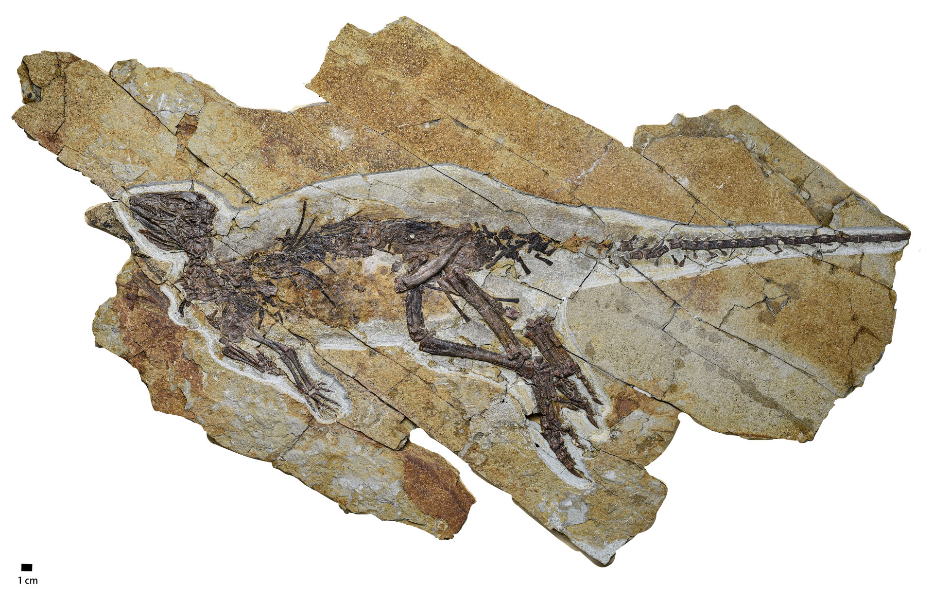 image14068e-pulaosaurus-qinglongjpg-17527261951031045537265-1752802774504-17528027746271837100832.jpg