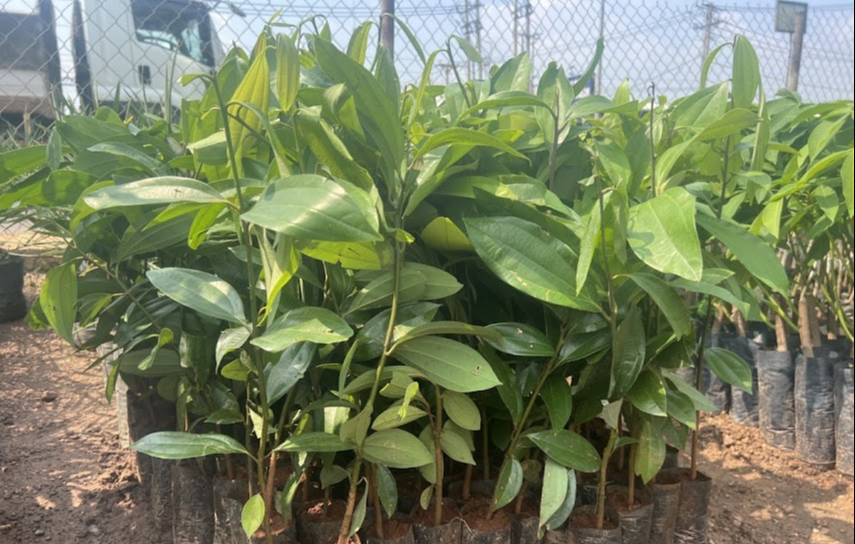 Loài cây này nếu trồng và chăm sóc đúng cách sẽ trở thành 'bảo vật' phong thủy mang lại bình an cho cả gia đình- Ảnh 5.
